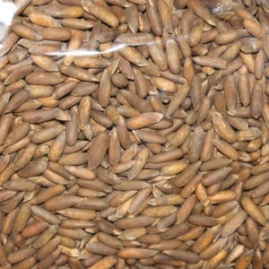 Pine Nuts (unshelled)