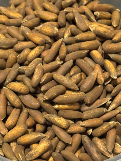 Afghan chilgoza pine nuts in shell, close view of the slender tan shells (jalghoza, Pinus gerardiana)