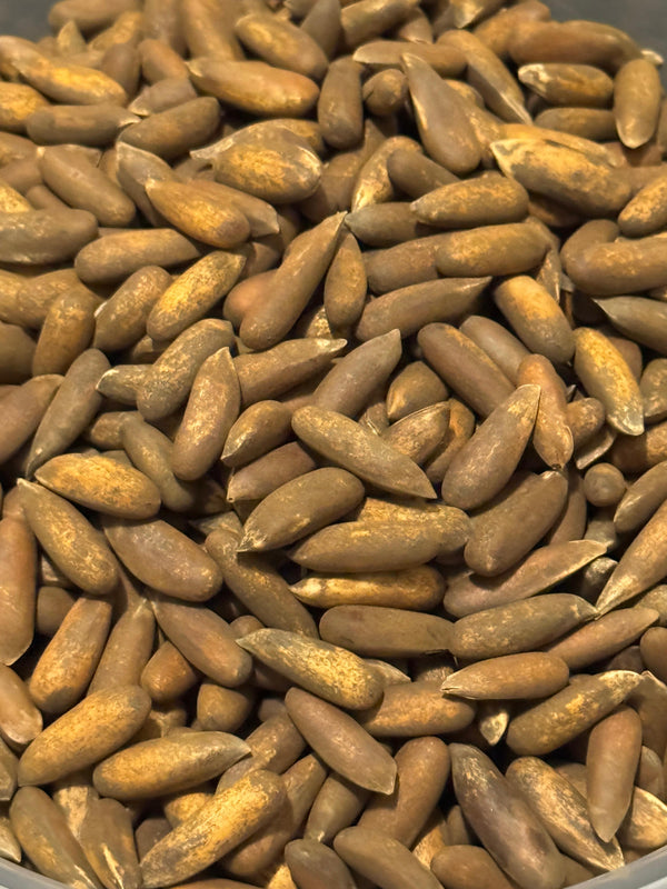 Afghan chilgoza pine nuts in shell, close view of the slender tan shells (jalghoza, Pinus gerardiana)