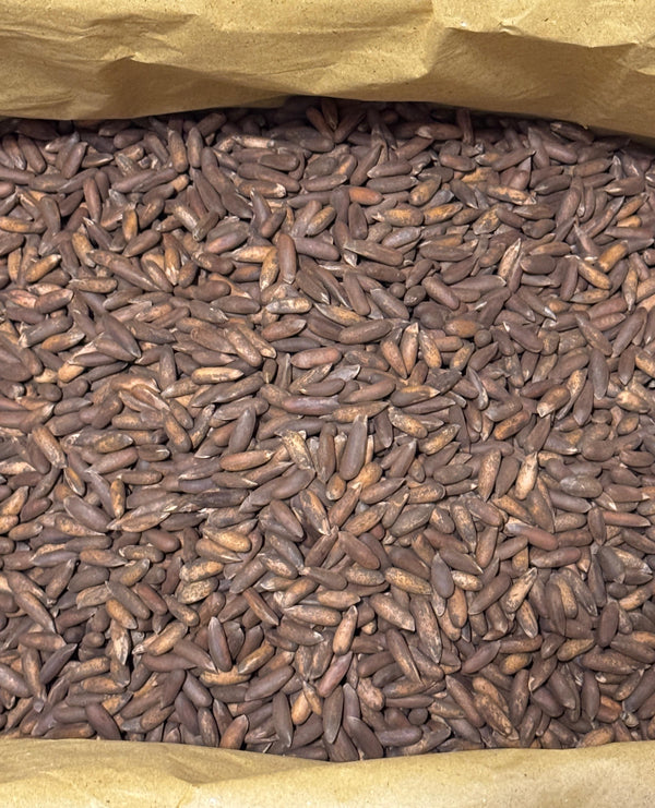 Bulk Afghan chilgoza pine nuts in a kraft sack, new-crop wholesale quantity