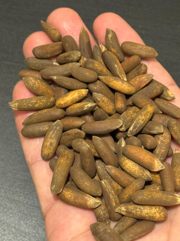 A handful of in-shell Afghan chilgoza, showing the size of each jalghoza nut