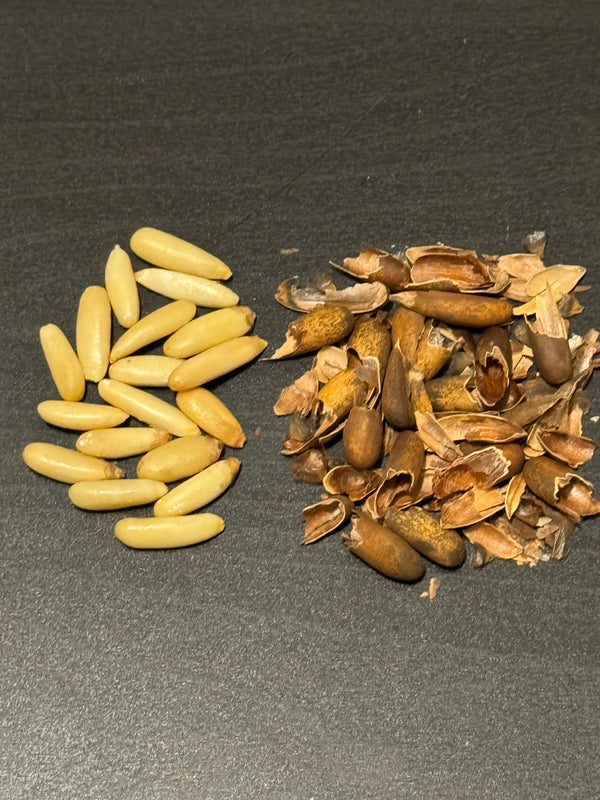 Chilgoza kernels beside their cracked shells, showing what is inside each in-shell pine nut