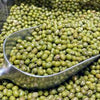 Moong Whole jumbo Australian mung beans bulk Canada | Ghafori Foods