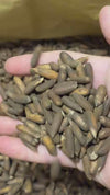 Short clip of new-crop Afghan chilgoza pine nuts in shell