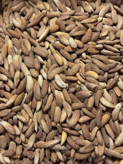 Natural raw Mamra almonds pile showing true kernel colour variation — sourced from Afghanistan, sold in Canada